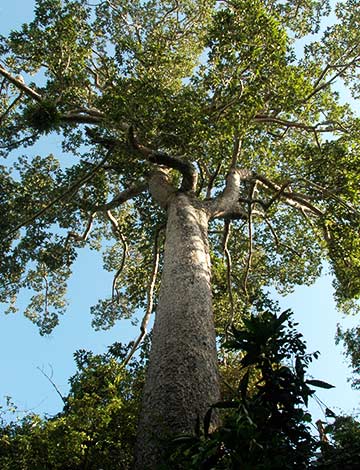 Trees at Kulen-Protep Sanctuary Cambodia