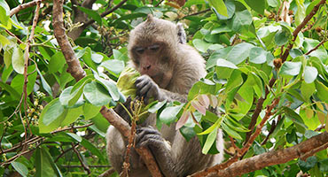 Cambodia Wildlife Sanctuary