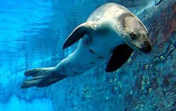 Great Southern Ocean Seal Exhibit