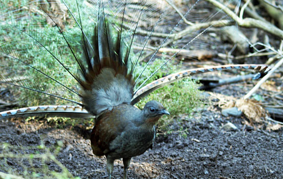 Lyrebird, Healesville Sanctuary