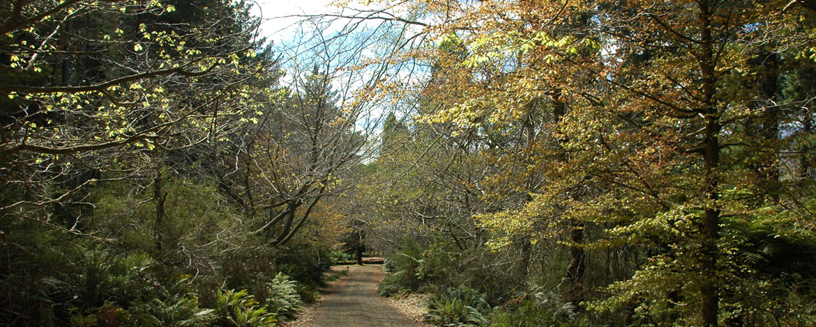 Hollybank Forest Reserve