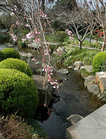 Japanese Garden Blossoms, Melbourne Zoo