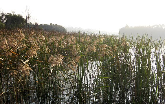 Lillydale Lake Bicentennial Park Landscape