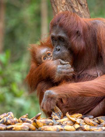 Orangutan Family at Haven North Sumatra
