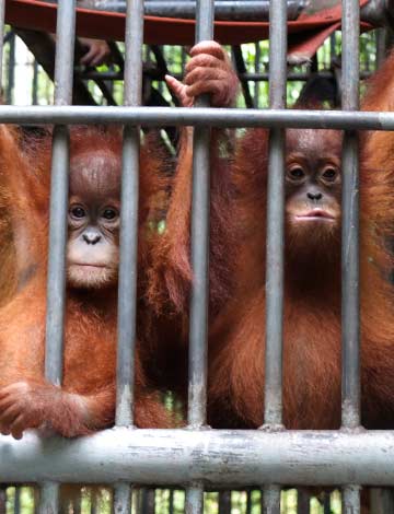 Orangutans at Haven North Sumatra