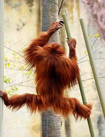 Orangutan at Melbourne Zoo