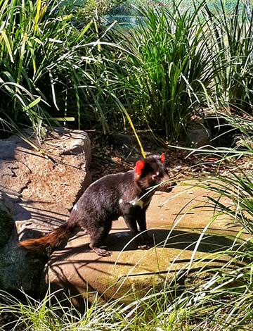 Tasmanian Devil, Taronga Zoo