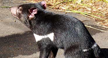 Tasmanian Devil Taronga Zoo