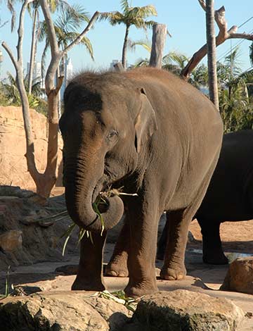 Elephants at Wild Asia Taronga Zoo